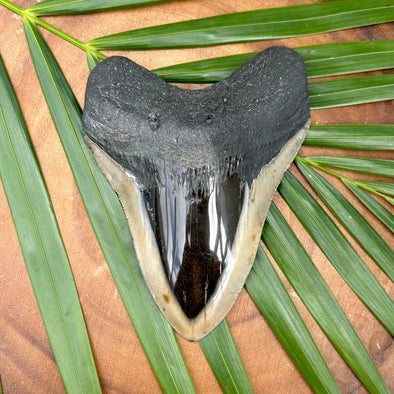 A+ 5" Polished Megalodon Tooth