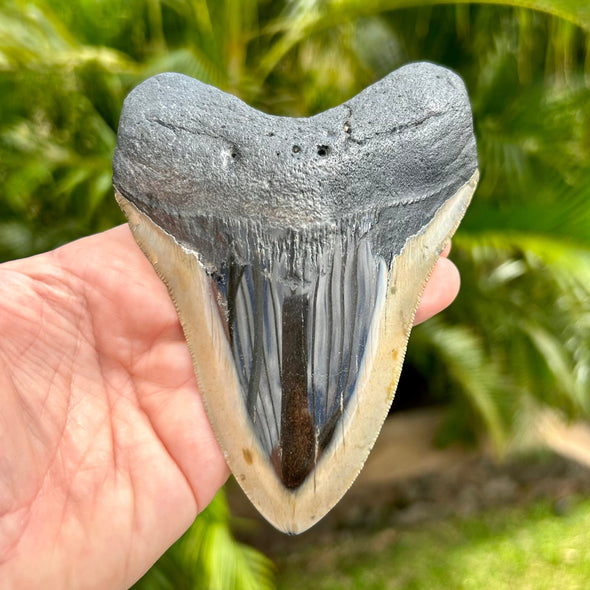 A+ 5" Polished Megalodon Tooth Fossil