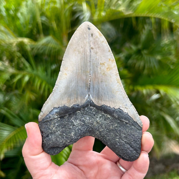 Back of A+ 5" Polished Megalodon Tooth