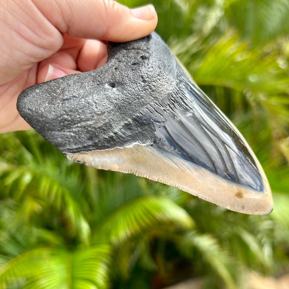 A+ 5" Polished Megalodon Shark Tooth