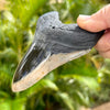 A+ 5 Inch Polished Megalodon Shark Tooth Fossil
