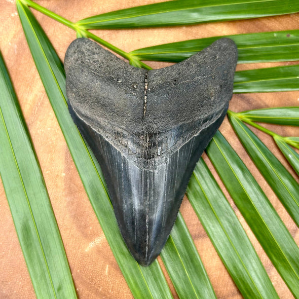 A+ 3 1/2” Megalodon Shark Tooth Fossil