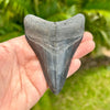 A+ 3 1/2” Megalodon Tooth- MEG26