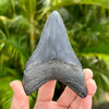 Back of 3.5" Otodus Megalodon Shark Tooth