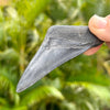 A+ 3 1/2” Megalodon Tooth with Dark Charcoal Coloration