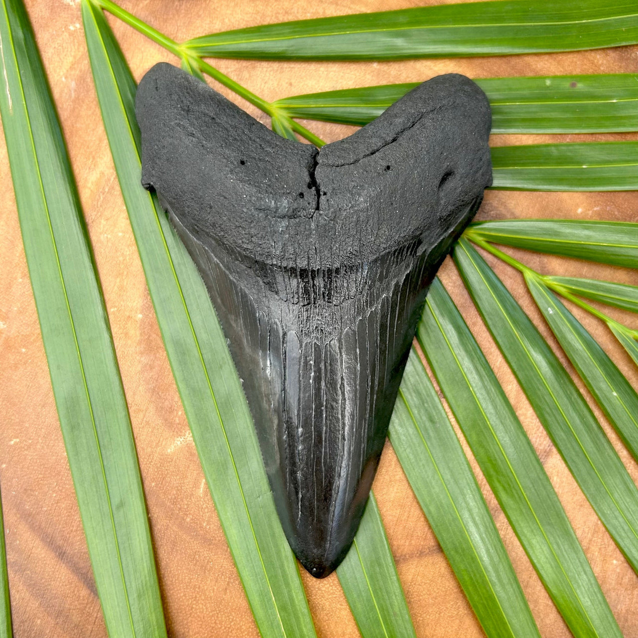 5” Megalodon Tooth Fossil- Meg24