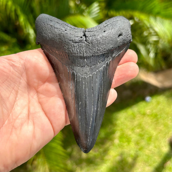 5” Megalodon Tooth Fossil- Meg24