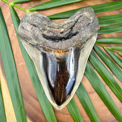 A+ 6" Massive Polished Megalodon Tooth