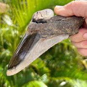 A+ 6” Polished Megalodon Shark Tooth Fossil