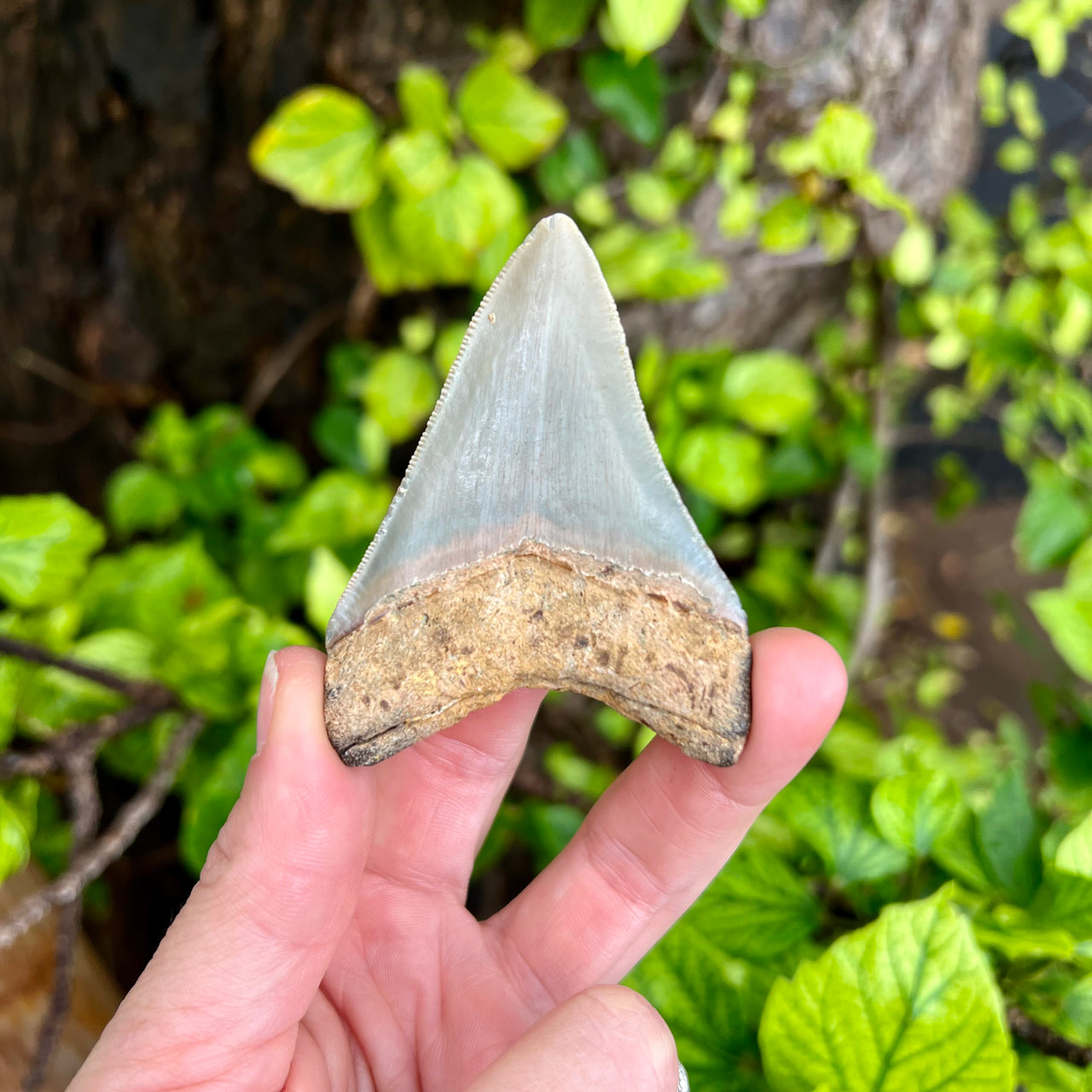 3" Megalodon Tooth- Meg13