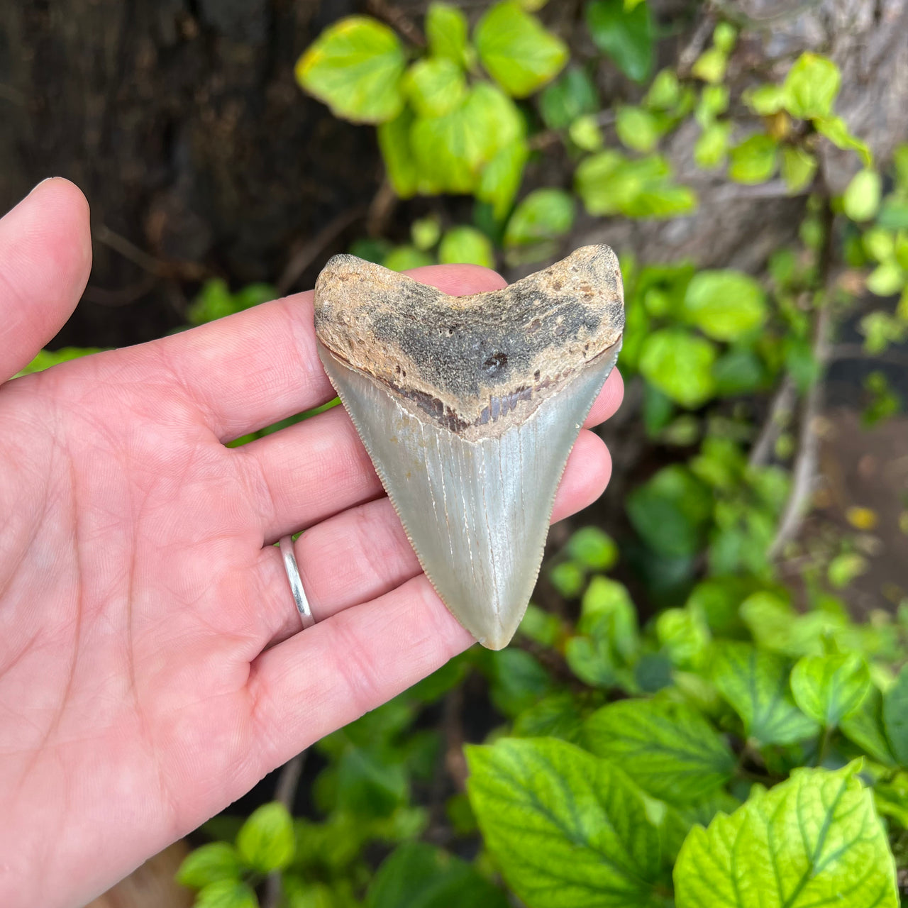 3" Megalodon Tooth- Meg13