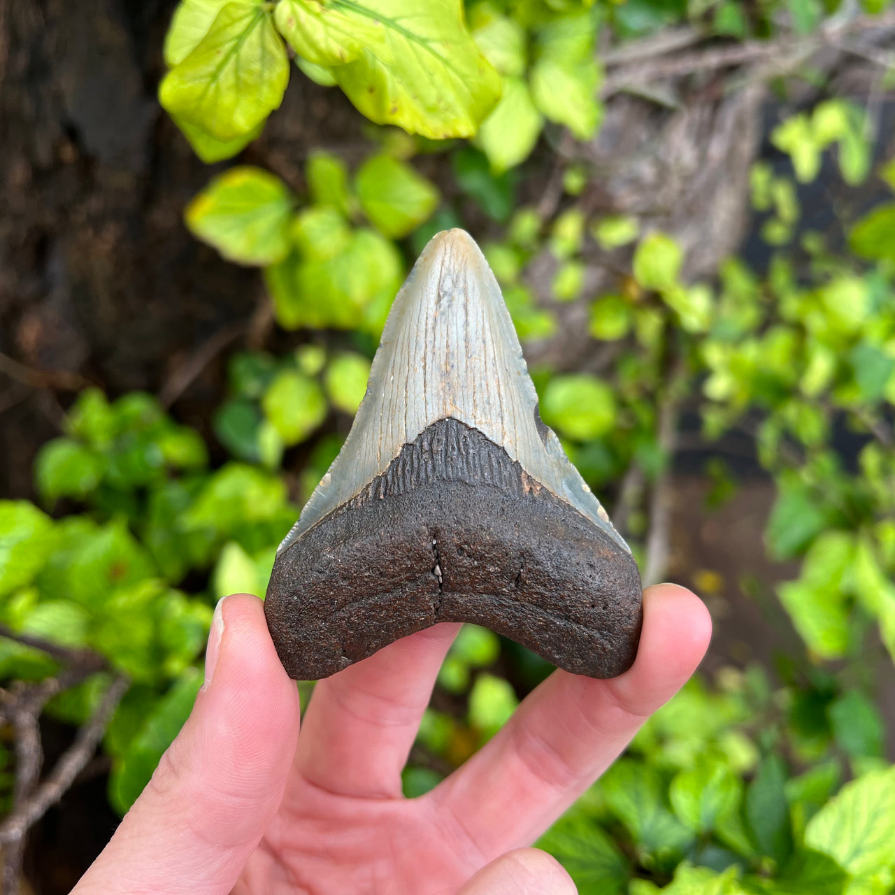 3 3/16" Megalodon Tooth Fossil - MEG38