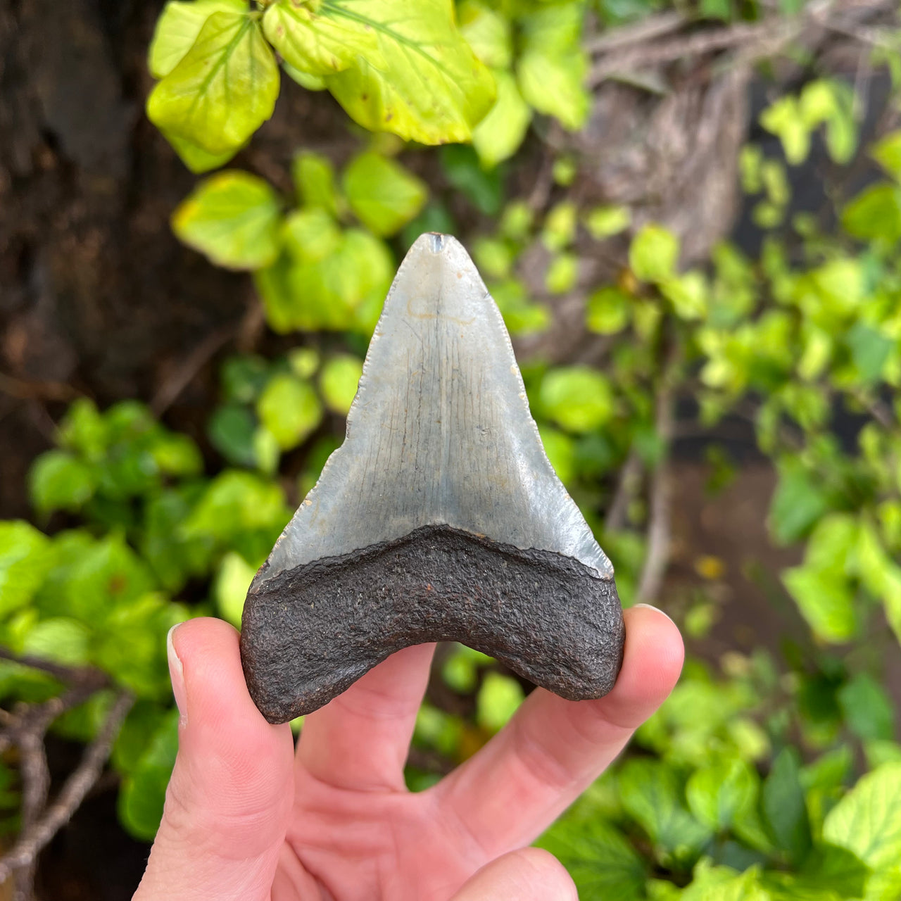3 3/16" Megalodon Tooth Fossil - MEG38