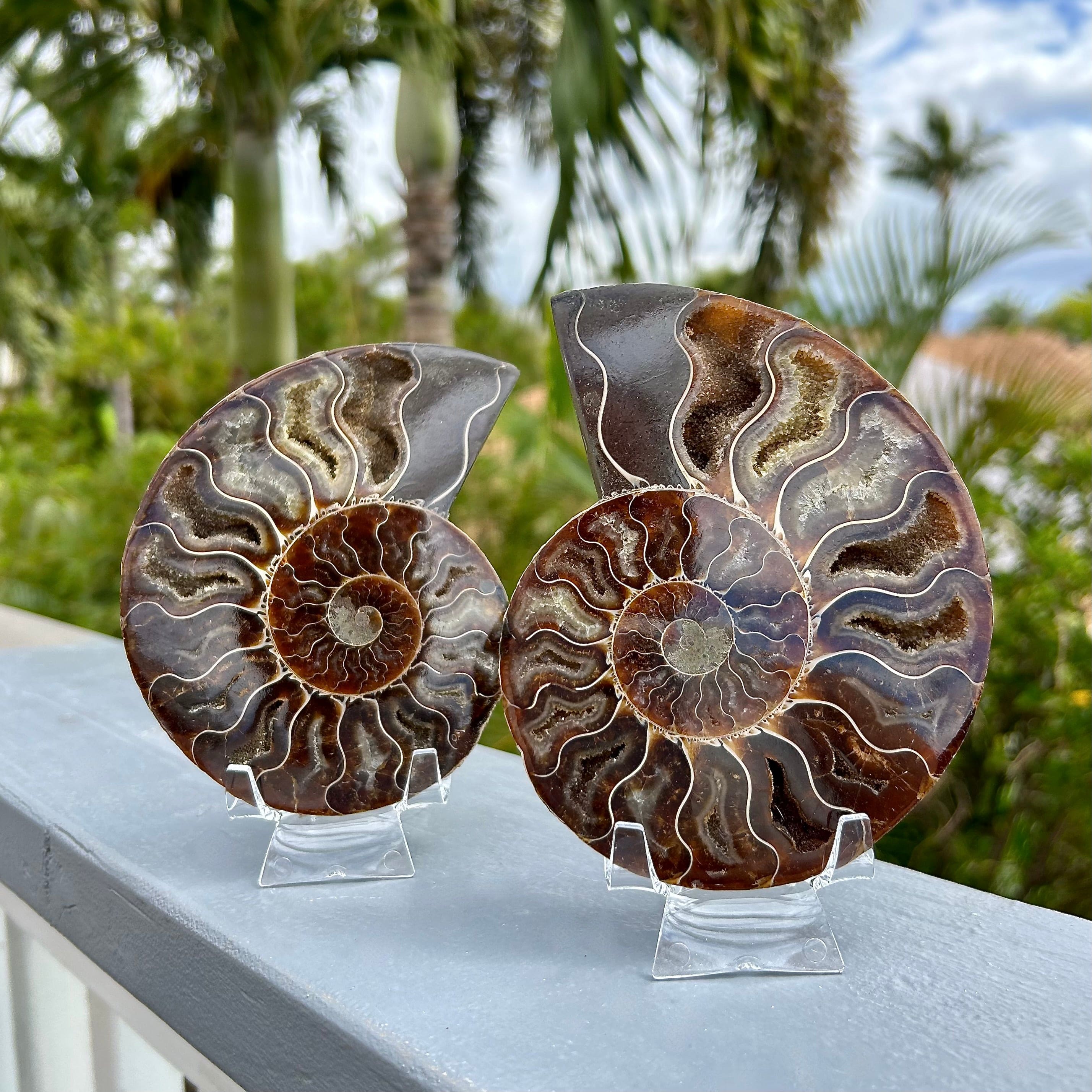 Split Ammonite Fossil Shell Pearl Pendant Copper Wire Wrap Artisan