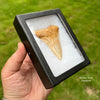 Museum Display Box with Sample Great White Tooth Fossil