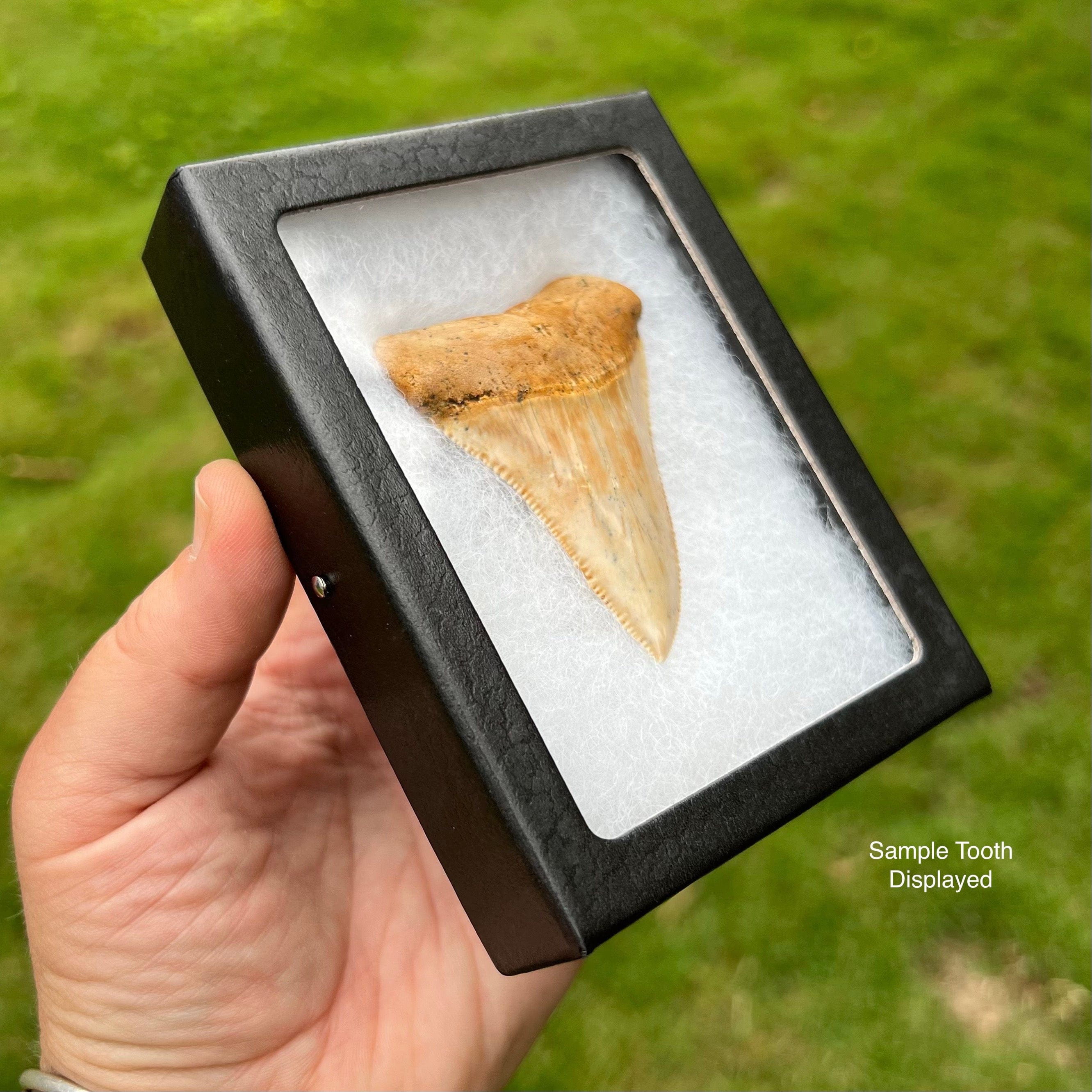 Chilean Great White Shark Fossilized Tooth