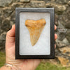 Sample Great White Tooth Fossil in Museum Display Box