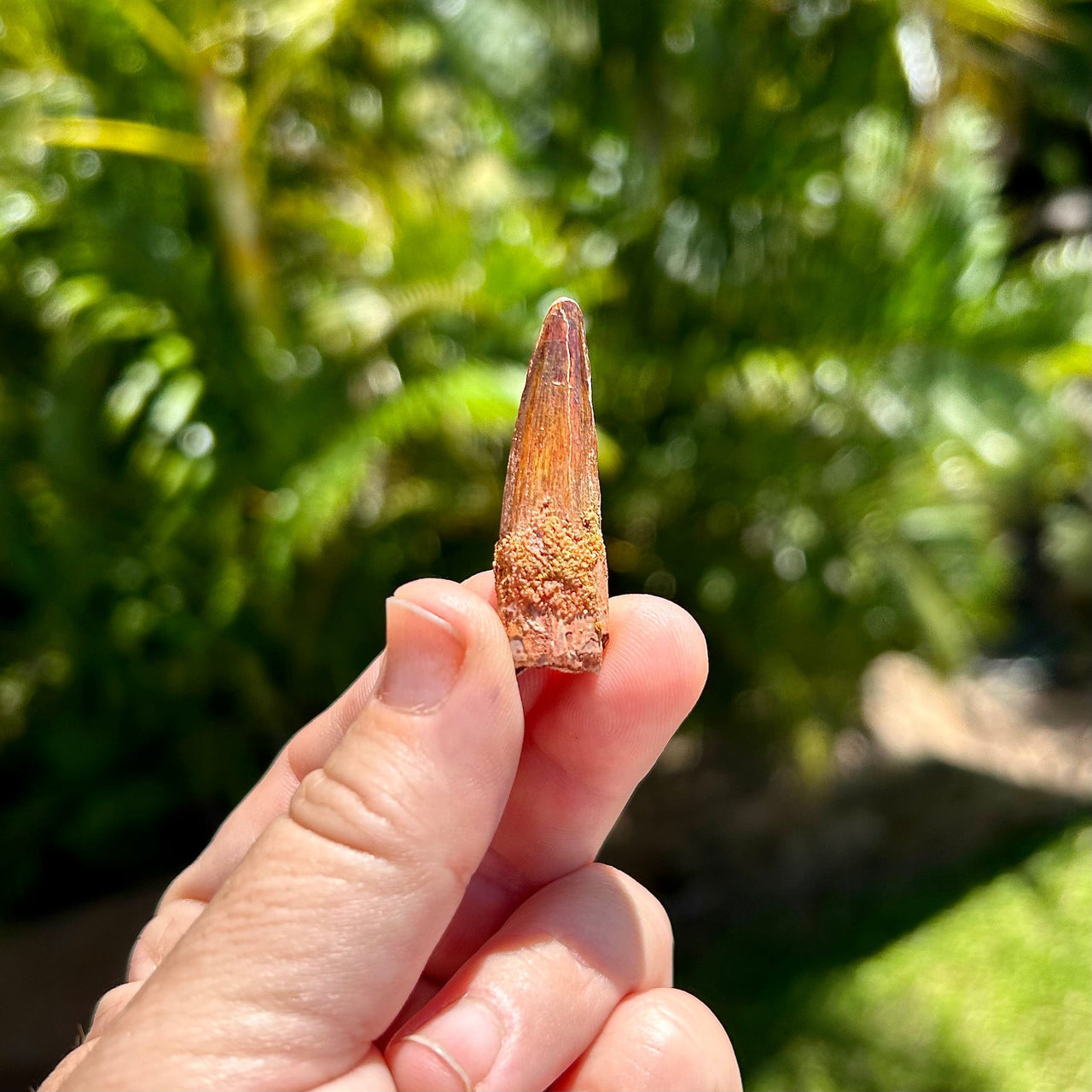 Spinosaurus Fossil Tooth- A