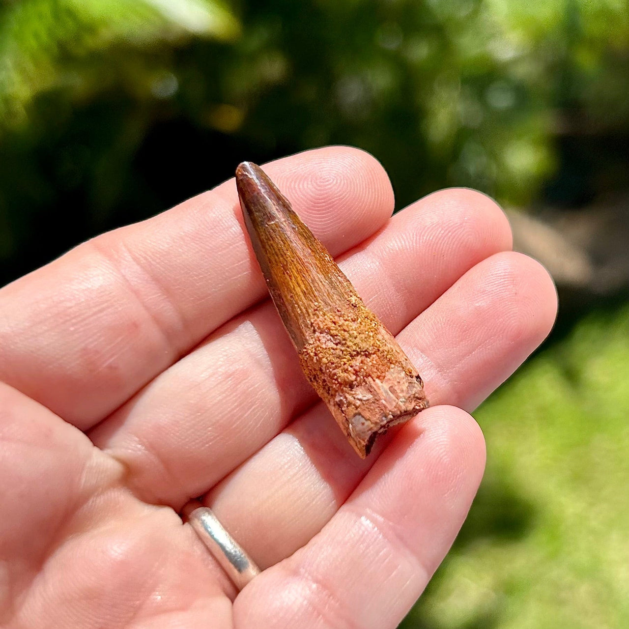 Spinosaurus Fossil Tooth- A