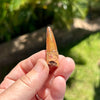 Spinosaurus Fossil Tooth- A