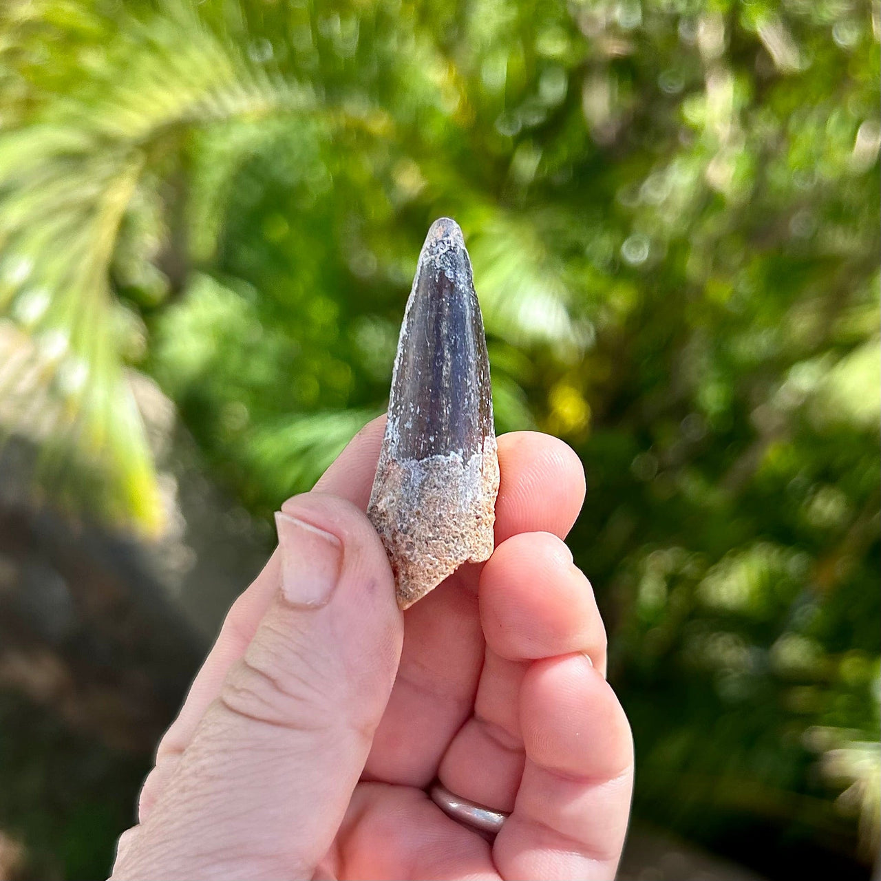 Spinosaurus Fossil Tooth- C