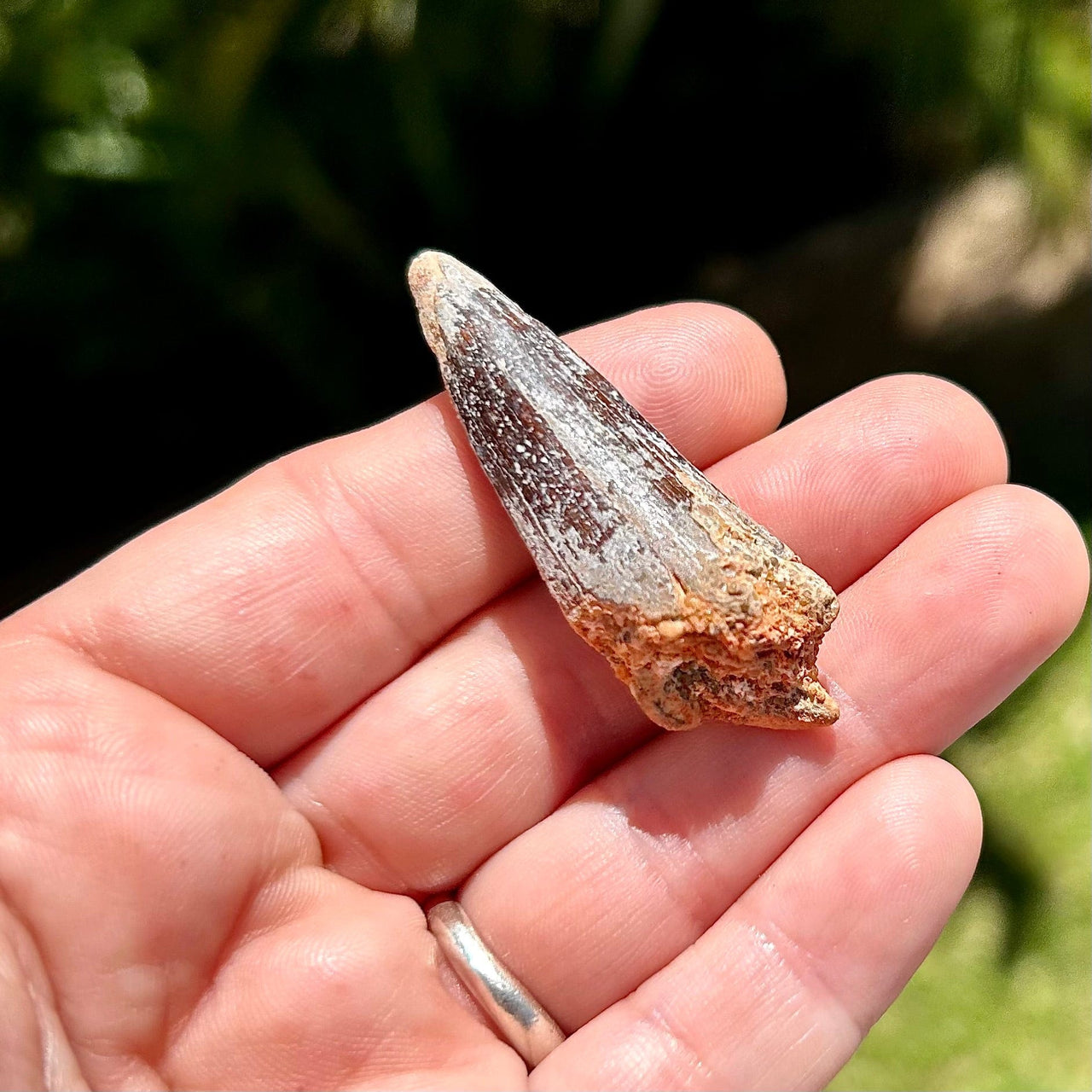 Spinosaurus Fossil Tooth- C