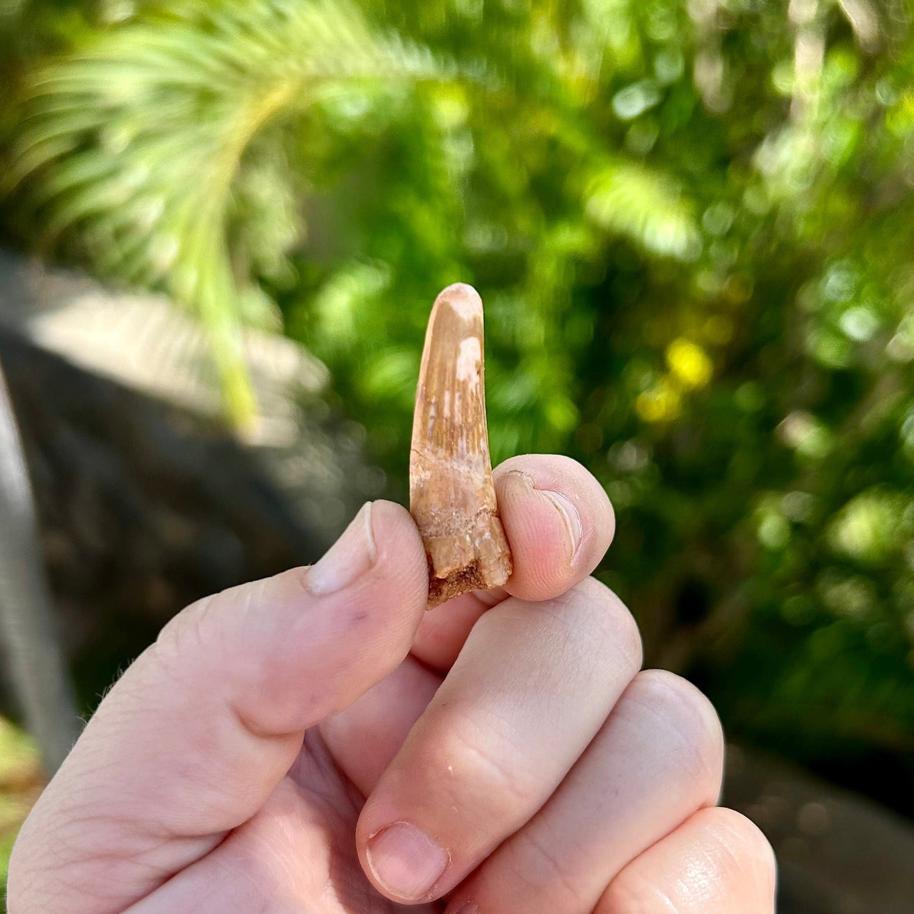 Spinosaurus Fossil Tooth- B