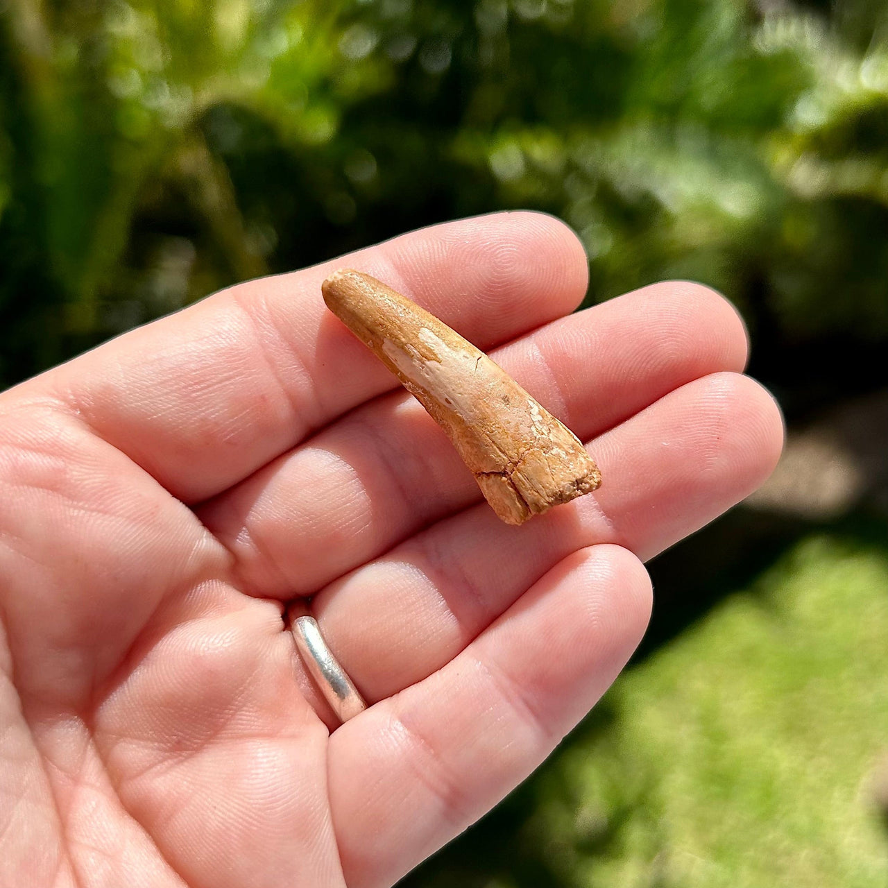 Spinosaurus Fossil Tooth- B