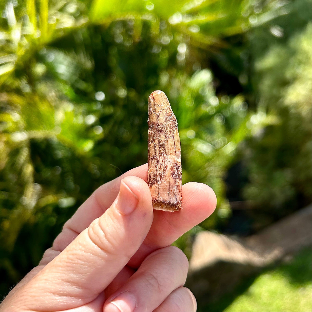 Spinosaurus Fossil Tooth- D