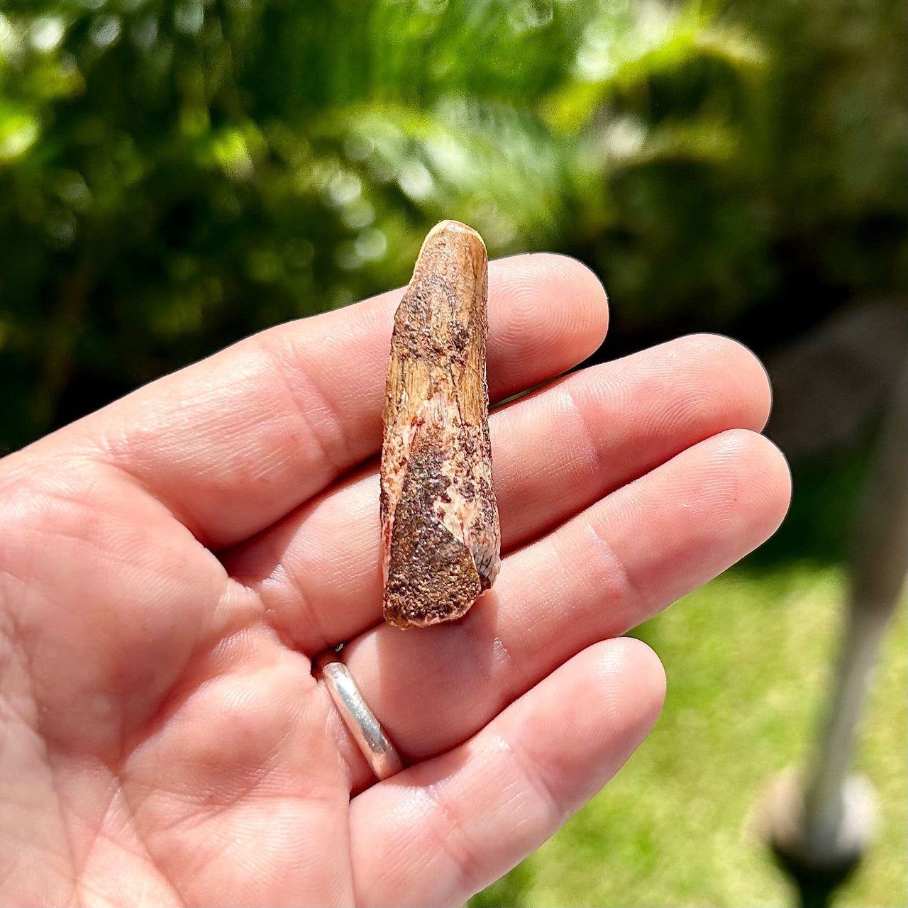 Spinosaurus Fossil Tooth- D