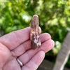 Spinosaurus Fossil Tooth- D