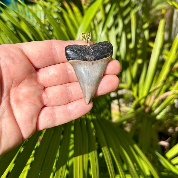 2 1/8” Fossil Mako Tooth Pendant- STFP40