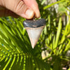 2 1/8 Inch Fossil Mako Shark Tooth Pendant