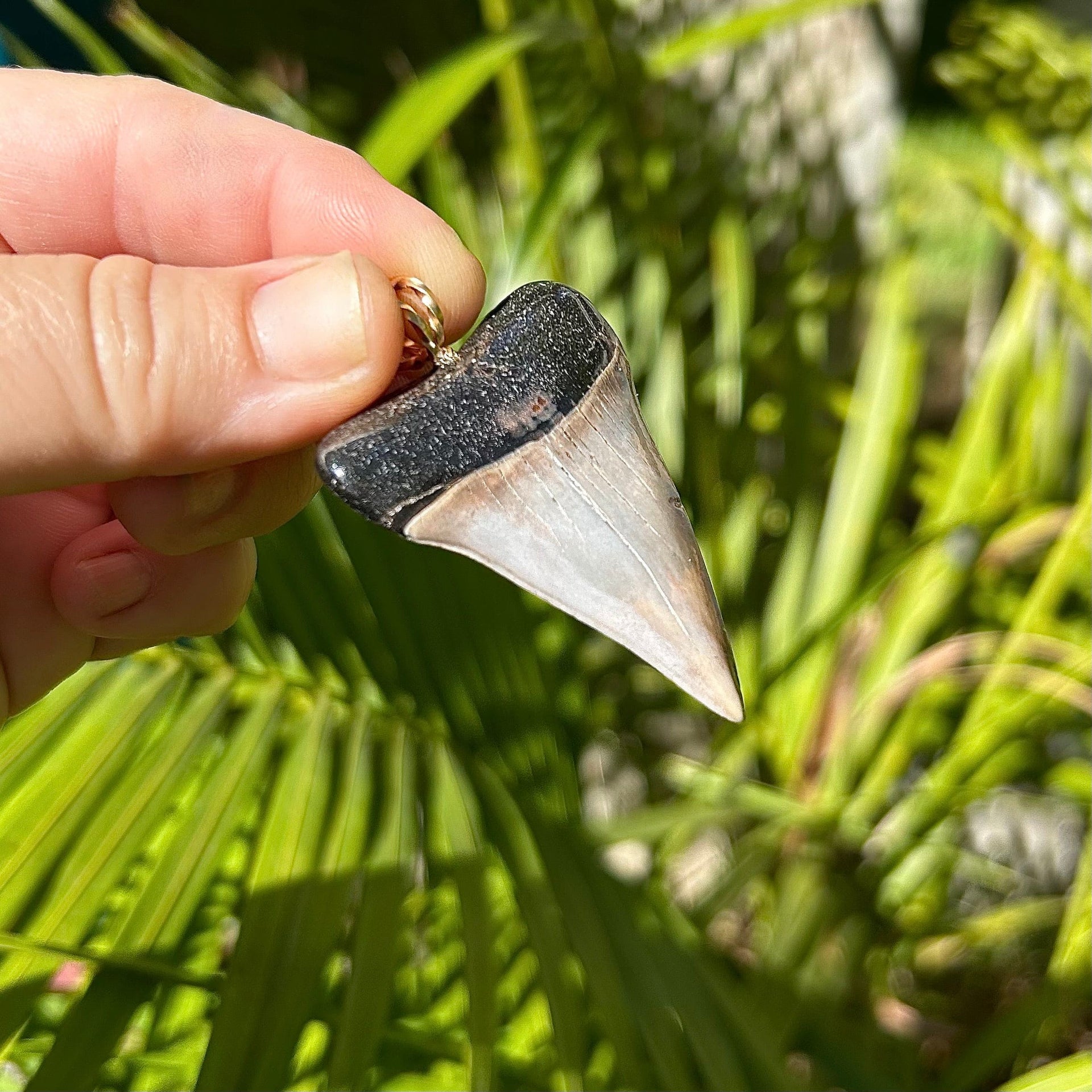 2 1/8” Fossil Mako Tooth Pendant with Black Root