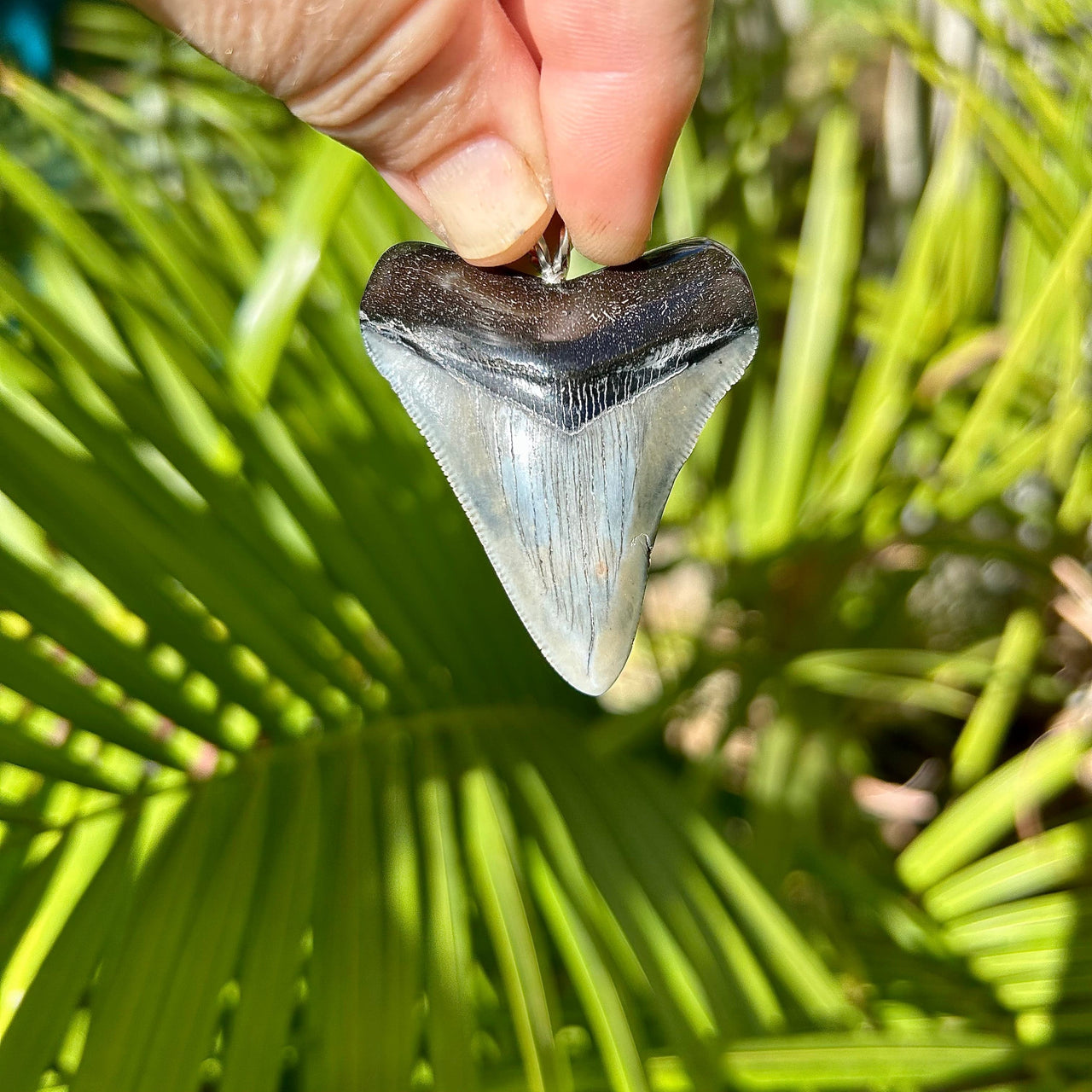 2 3/8“ Megalodon Pendant