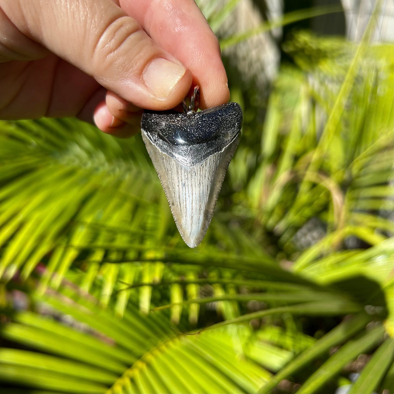 1 7/8” Megalodon Shark Tooth Pendant