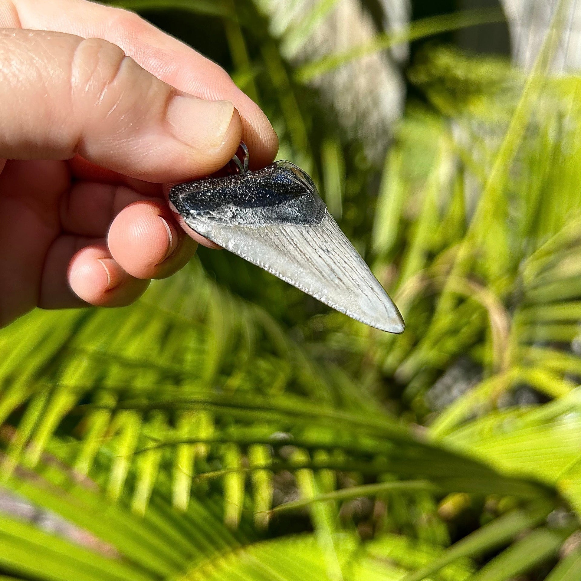 1 7/8 Inch Megalodon Tooth Fossil Pendant