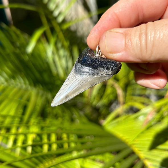 1 7/8” Megalodon Shark Tooth Pendant with Black Root and Taupe Crown