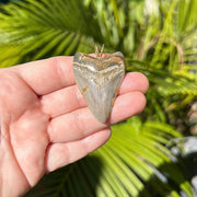 1.75 Inch Megalodon Shark Tooth Pendant