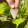 1 3/4” Megalodon Tooth Pendant- STFP50