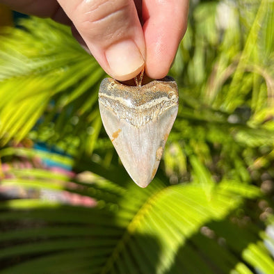 1.75 Inch Megalodon Tooth Pendant