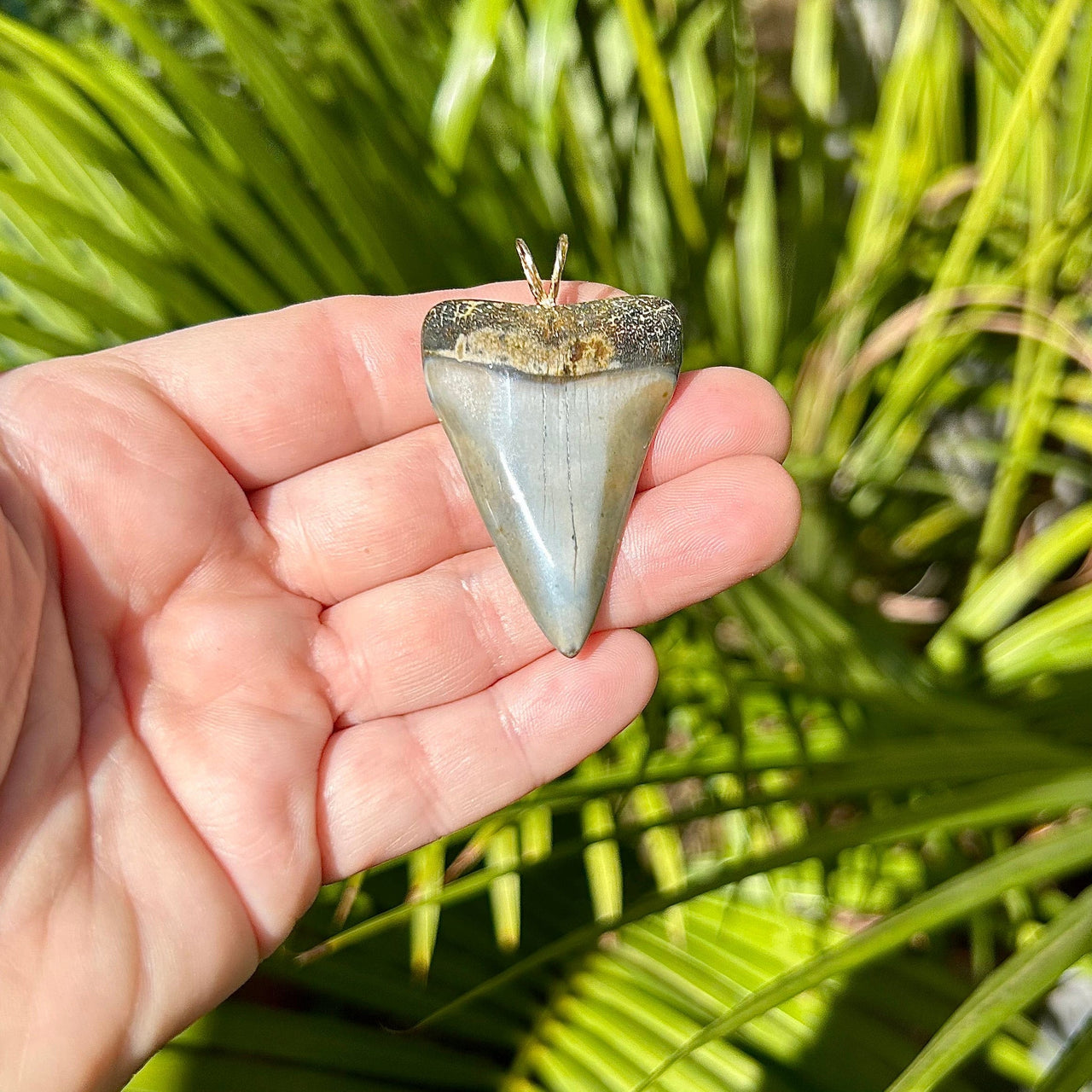 1 13/16" Fossil Mako Tooth Pendant