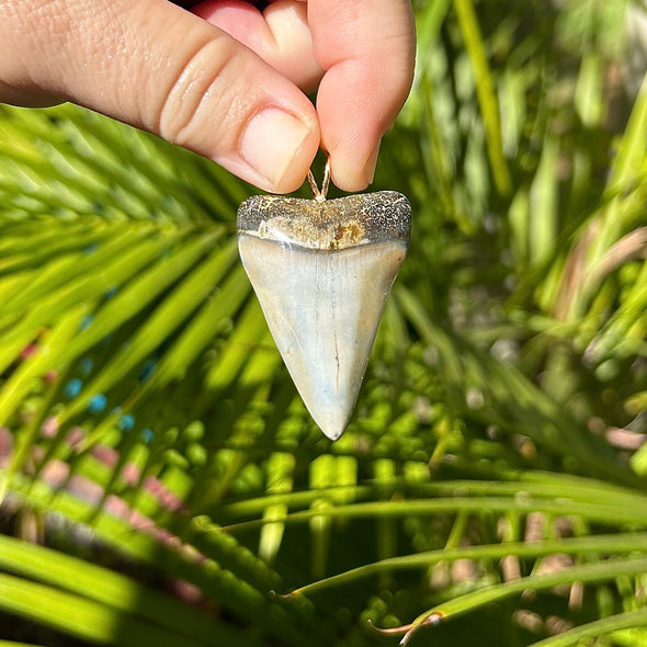1 13/16 Inch Fossil Mako Shark Tooth Pendant