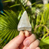 Back of 1 13/16 Inch Fossil Mako Shark Tooth Pendant