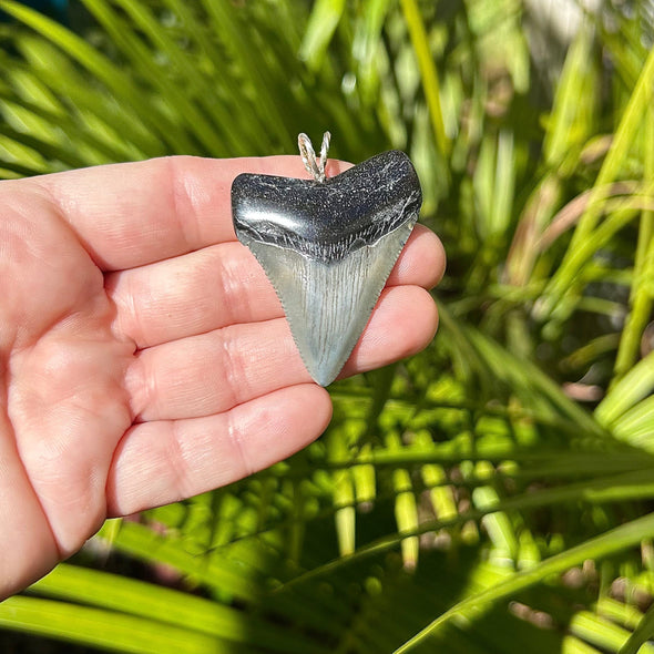 1 15/16 Inch Megalodon Shark Tooth Pendant