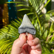 Back of 1 15/16 Inch Megalodon Pendant