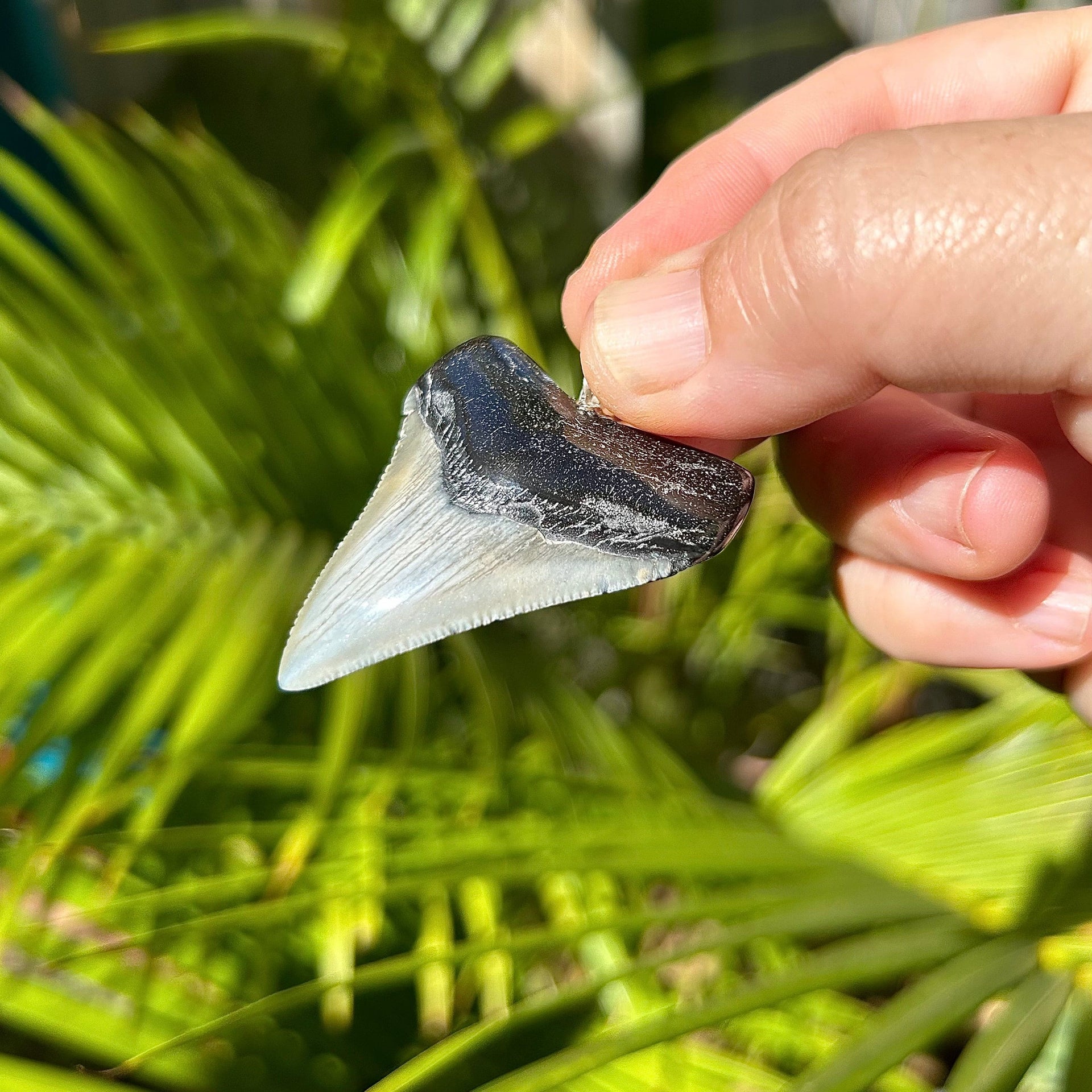 1 15/16" Megalodon Fossil Pendant