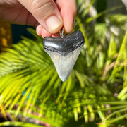 1 15/16" Megalodon Pendant