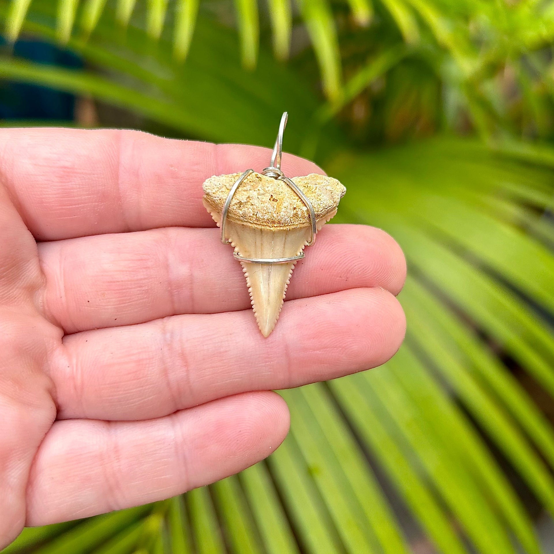 Great White Shark Tooth Pendant