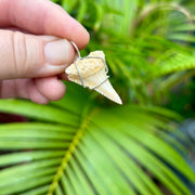 Fossil Great White Tooth Pendant in Sandy Brown Color